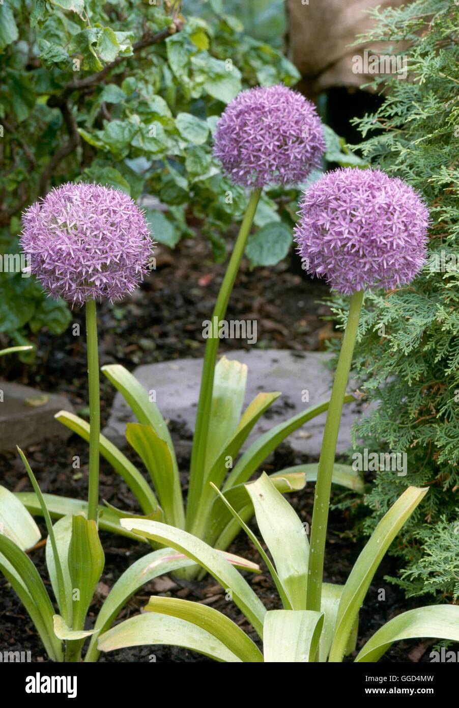 Allium `Globemaster' AGM BUL035390 Stock Photo Alamy